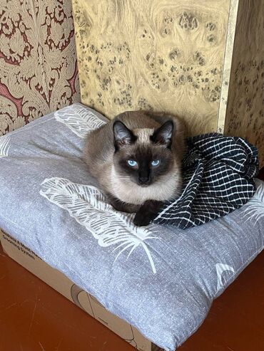 шотландская лиловая кошка: Отдаем тайскую кошку в хорошие руки. кошка квартирная, почти не