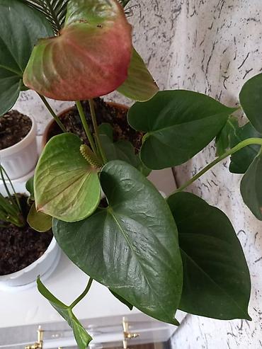 Антуриумы: Антуриум (Anthurium andreanum) в горшке. - Эффектные красные — 3