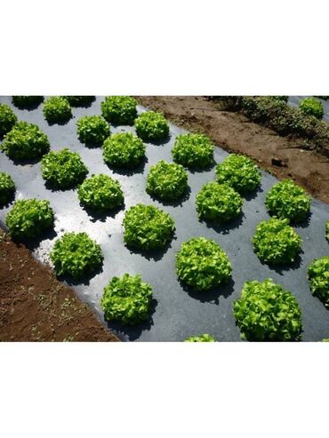 Другие товары для дома и сада: Пленка для мульчирования 30 микрон. Пленка для мульчирования 30 мкм — 4