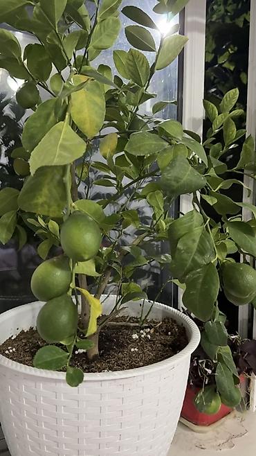 денежный дерево: Лимон 🍋 в горшке с плодами 14 шт Комнатный цитрус в горшке (вероятнее — 1