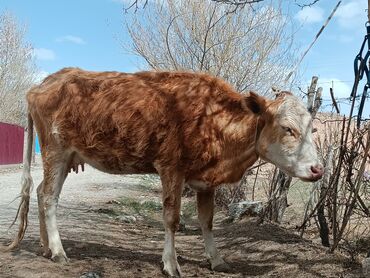 животные коровы: Продаю | Корова (самка), Музоо, торпок | Для молока
