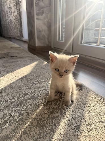 үй жаныбарлары: Британский короткошёрстный котёнок, В Оше срочно ‼️ окрас крем-пойнт — 2