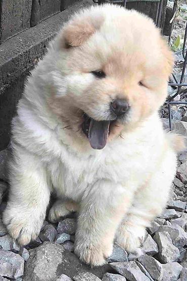 zuti psi: Chow chow prelepi krem stenci, ostenjeni 31.05.2026 .god. odlicne — 1