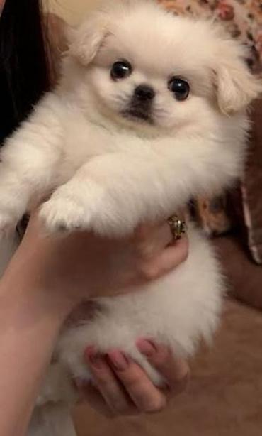 it adi: Pekines, 2 ay, Dişi — 1