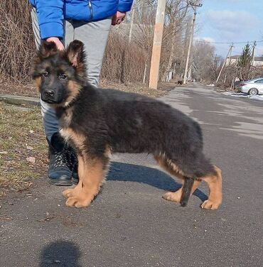 İtlər: Alman çoban iti, 2 ay, Erkek, Sənədli, Pulsuz çatdırılma — 19