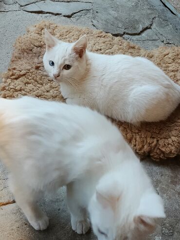 Pişiklər: Yaxşı əllərə — 2