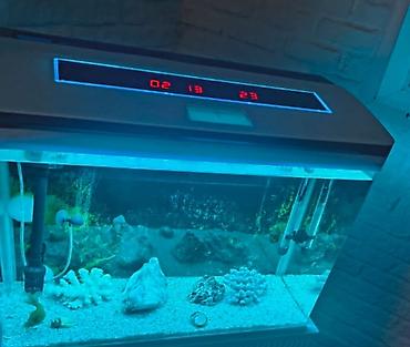 heyvan bazarı: LED işıqlı və rəqəmsal göstəricili akvarium satılır. Akvarium — 2