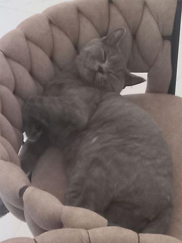 Pişiklər: Britan, Dişi, Yaxşı əllərə, Ünvandan götürmə — 2