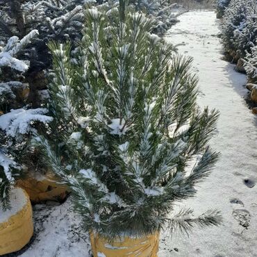 Ёлки: Продаю Голубые Ели Оптом и в розницу Ели Тянь Шаньевские от 3500 с — 7