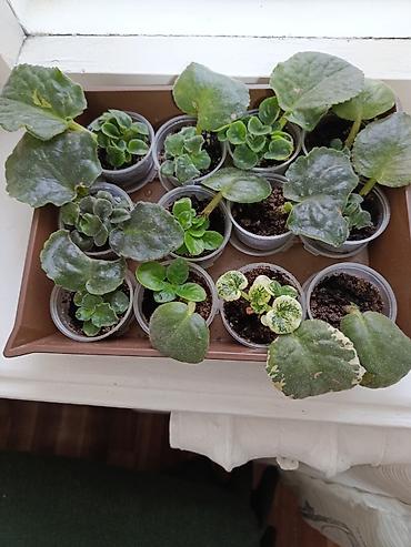 Фиалки и глоксинии: Сортовые фиалки С зелёными цветами по 350 С цветочками по 300с Без — 8