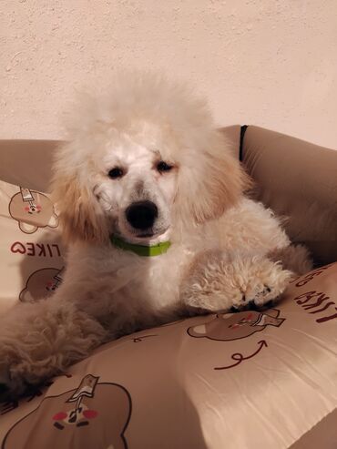 İtlər: Pudel — 7