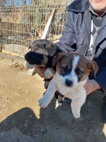 İtlər: Zvanoklar 2 aylıq tam saglam — 4