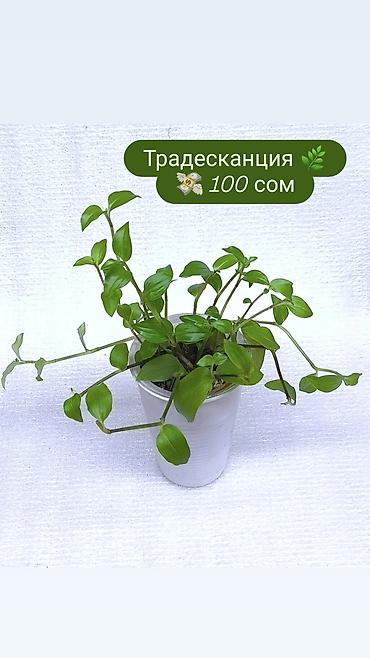 Хлорофитумы: Продаю комнатные растения, цветы . Пассифлора кализия розовая пантера — 7