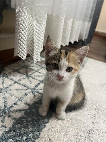 кошки сфинксы: Котята, домашние, разноокрашенные (белые с серо‑пятнистым хвостиком — 5