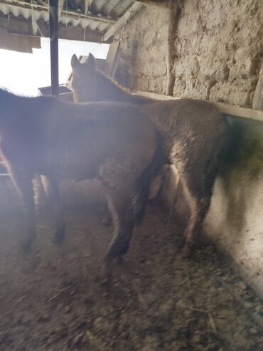Лошади, кони: Продаю | Жеребенок | Для разведения — 7