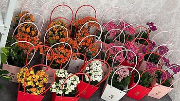 Каланхоэ: Горшечные каланхоэ в подарочных пакетах - Цветение: обильные соцветия — 1