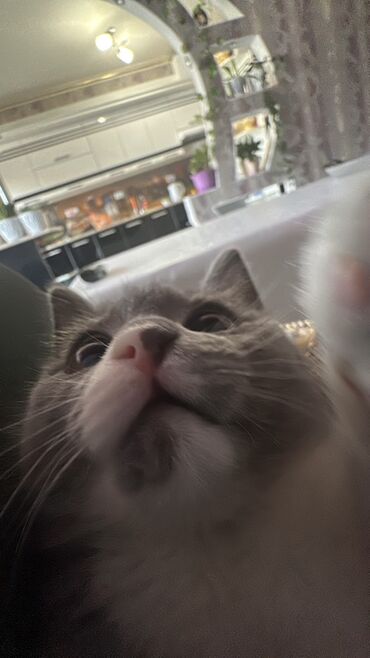 Продажа кошек: Скотиш Страйт (Шотландская прямоухая), 3 месяца, Девочка, Серый, Приучена к лотку at lalafo.kg — 14 Продажа кошек: Скотиш Страйт (Шотландская прямоухая), 3 месяца, Девочка, Серый, Приучена к лотку — 14