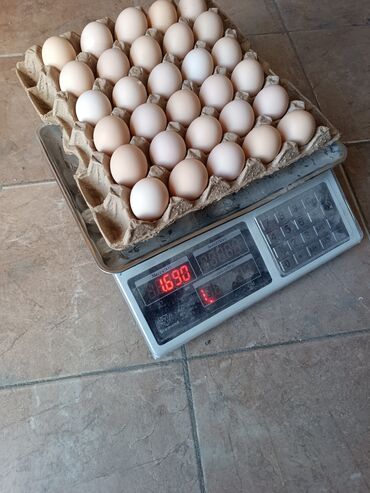 Продукты питания: Яйцо местное сокулукские свежие Соц Агро Категория С2 ЦЕНА 7.5 сом
