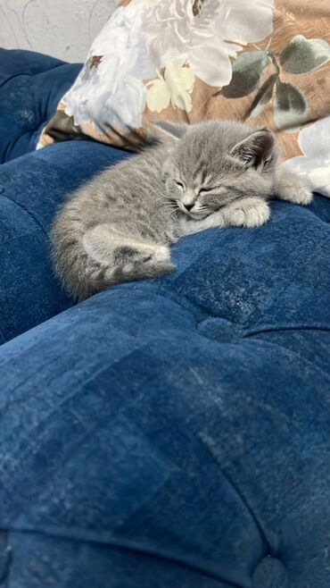 Mini: Mini : 1.4 l | 2006 il 285000 km Van/Minivan — 17