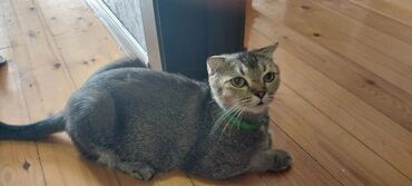 Кошки: Шотладская вислоухая, Самка, В добрые руки, Самовывоз