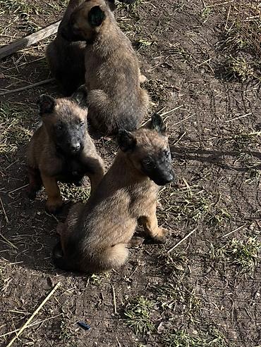 Продажа собак: Щенки Бельгийский овчарки - Порода по типу — короткошёрстные — 5