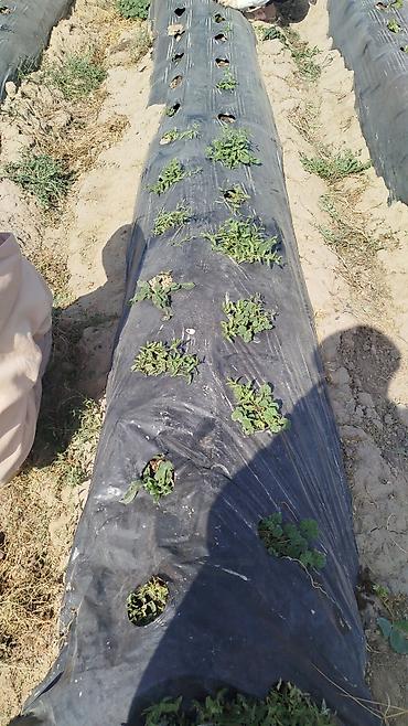 Помидоры: Помидоры Сливки — 17