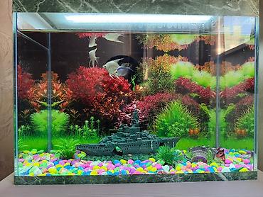 naxa balığı qiyməti: Dördbucaq akvarium, Boş, 24 l — 1