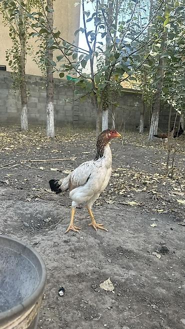 куры хай лайн соня: Продаю | Куры | Домашняя | Для разведения — 1