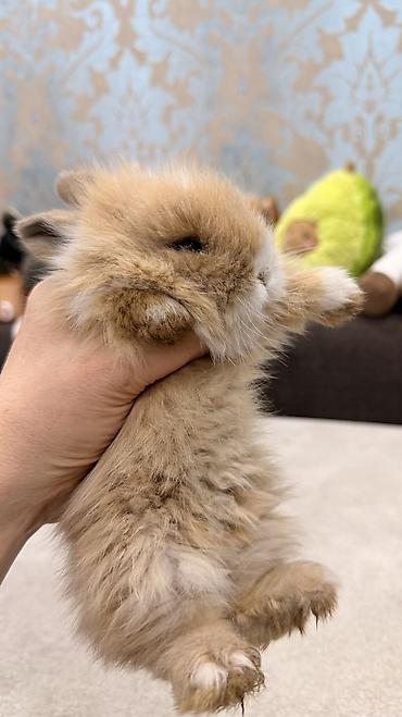 белый кролик: 🐰 Декоративные крольчата породы «Львиная голова» 🐰 Милота, в которую — 3
