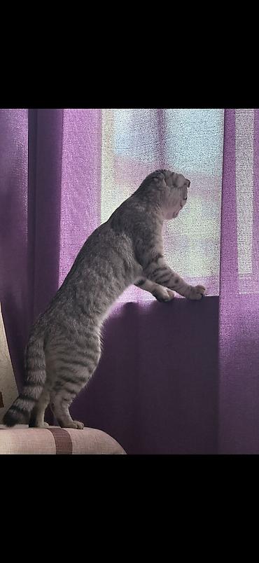 Продажа кошек: Скотиш Фолд (Шотландская вислоухая), 7 месяцев, Девочка, Серый, Приучена к лотку, Проглистована, С прививками — 4