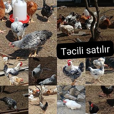 Toyuqlar: ‼️ Təcili Satılır ‼️ 53 ədəd tam sağlam 4.ay yarımlıq colpalar — 1