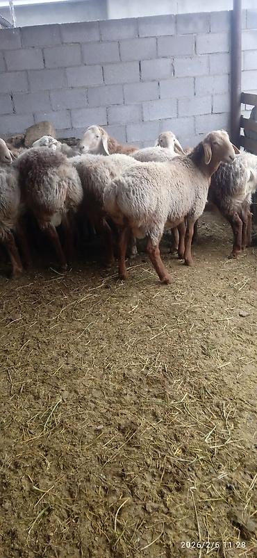 Баран, овца: Продаю | Баран (самец) | На забой — 9