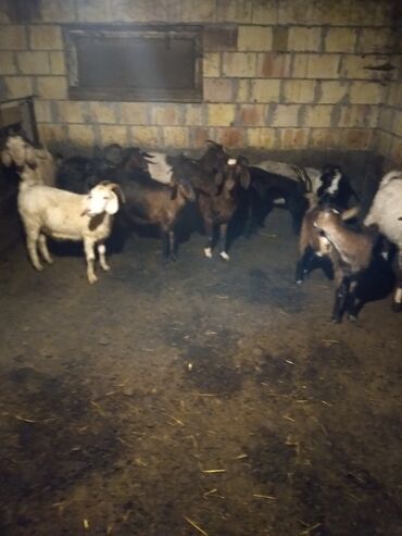 Digər kənd təsərrüfatı heyvanları: Satışda qarışıq rəng və yaşlarda keçi sürüsü. Xüsusiyyətlər: -