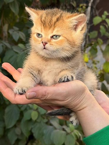 Мышыктар: На БРОНЬ! Котята-Серебристой и Золотой Шиншиллы.дата рождения — 8