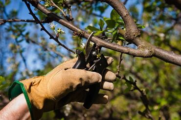 Другие услуги: 🌳🌿🌲Обрезка деревьев 🌳🌿🌲 Наши услуги Косим газон. Сеем газон