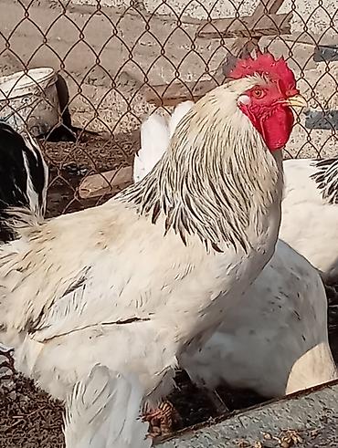 Куры, петухи: Продаю | Петух | Для разведения — 8