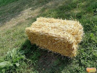 Корма для с/х животных: Продаю пшеничную салому с поля Ыссык атинском районе