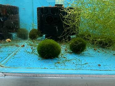 Аквариумы: Рыбки | Аквариумы | Оборудование | Аксессуары | Растения Богатый опыт — 30