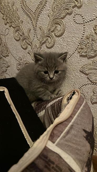 Pişiklər: Britan — 8