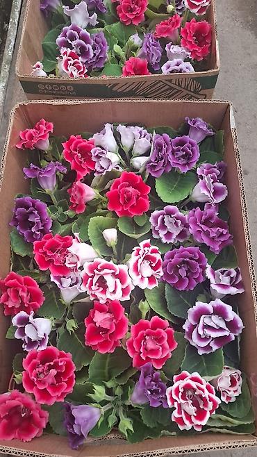 Фиалки и глоксинии: Продаю только оптом цветы из Узбекистана.глоксинии фикусы — 8