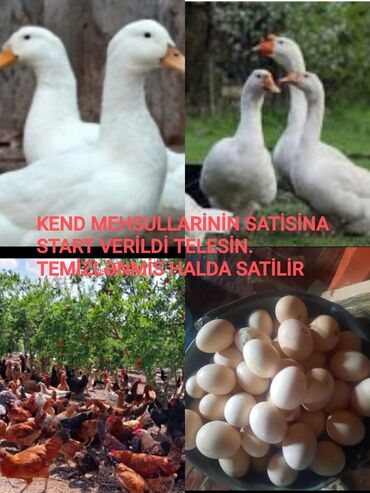 kend colpaları: Kend mehsullari̇ sati̇li̇r