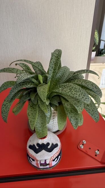 комнатные растения оптом: Комнатные растения в горшках 1) Гастерия (Gasteria) — суккулент с