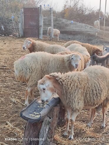 Qoyunlar, qoçlar: Salam. 6 baş qoyun satılır . Razılaşma yolu ilə, cinsidir . 🐑 Yerli — 6