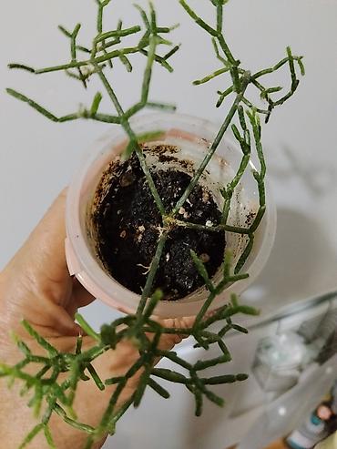 глоксинию: Глоксиния (Sinningia speciosa) в горшке.250с 2.Монстера Альба — 6