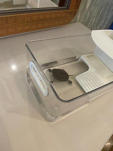 akvarium balaca: Su tısbağası ve akvarium - Kompakt ölçü – masa, şkaf və ya pəncərə — 2