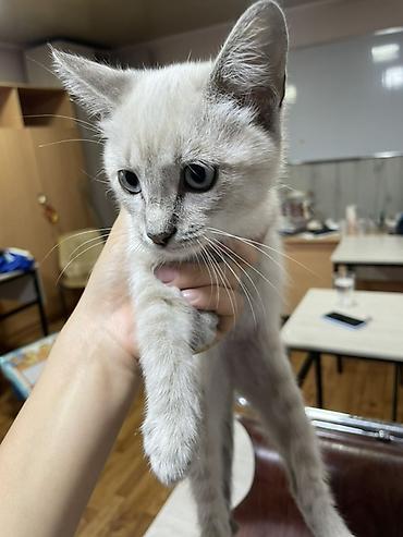 Продажа кошек: Сиамская, 3 месяца, Девочка — 4