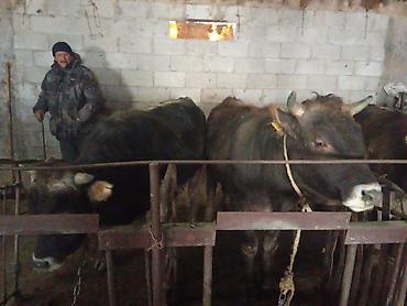 Коровы, быки: Продаю | Бык (самец) | На откорм | Привязанные — 15