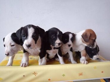 Psi: Na prodaju štenci Američkog staforda,oštenjeni 24.januara,očišćeni od na lalafo.rs — 2 Psi: Na prodaju štenci Američkog staforda,oštenjeni 24.januara,očišćeni od — 2