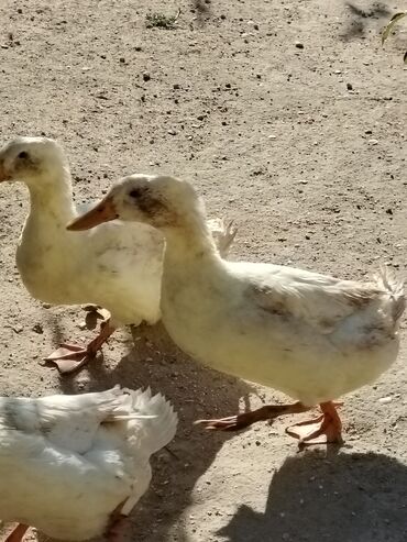 Digər quşlar: Sadəcə ağlar ördəkkər satılır 6 aylıqdır — 2