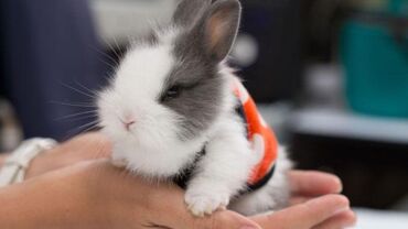 Dovşanlar: Ev dovşanı balaları satılır. Karlik(cırtdan) cinsi. Sağlam və — 23